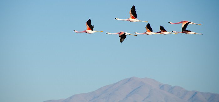 flamingoes migrating over mountain