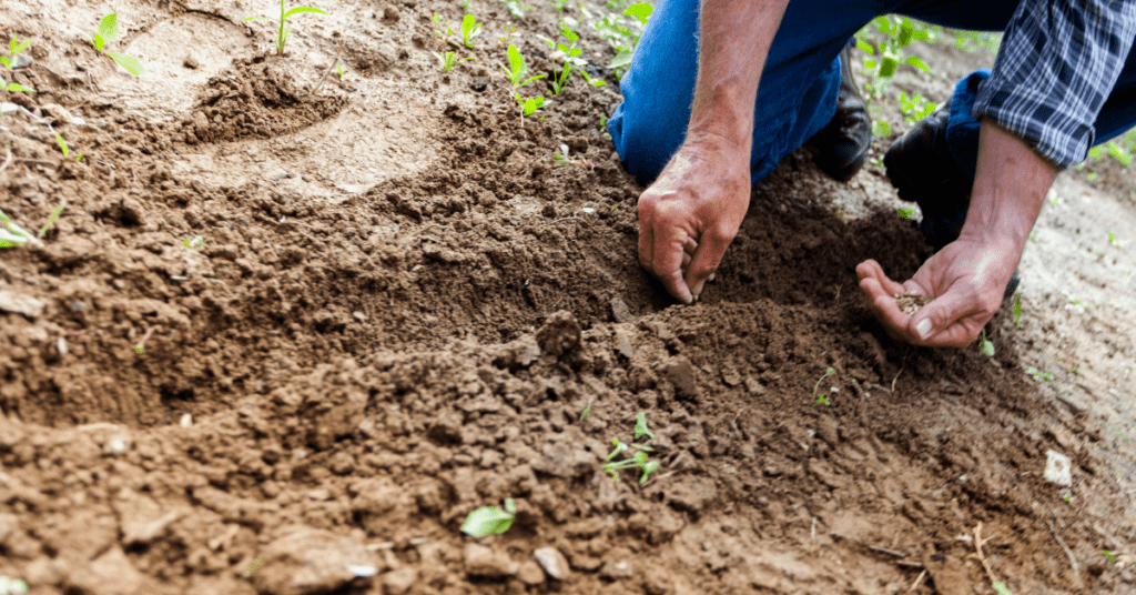 man planting seeds