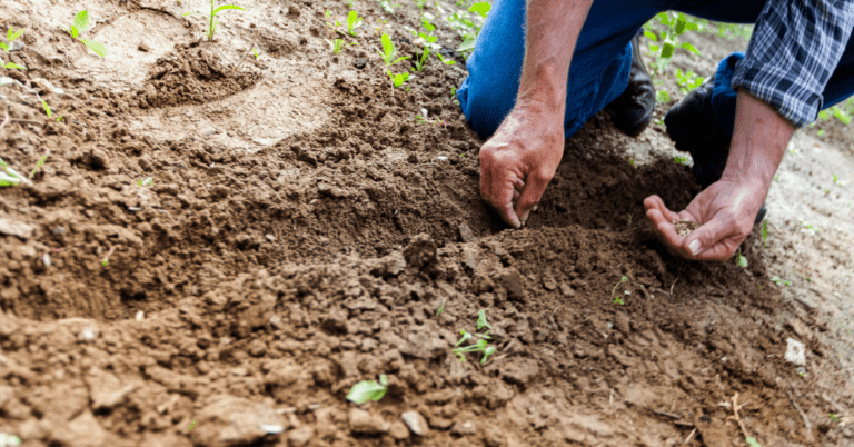 man planting seeds