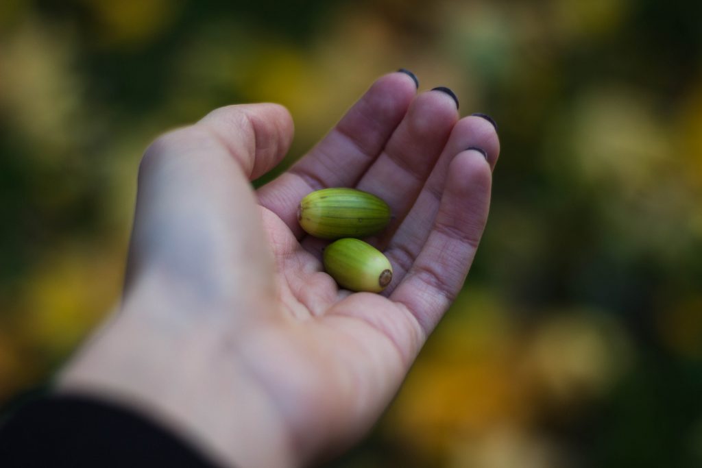 hand with acorns