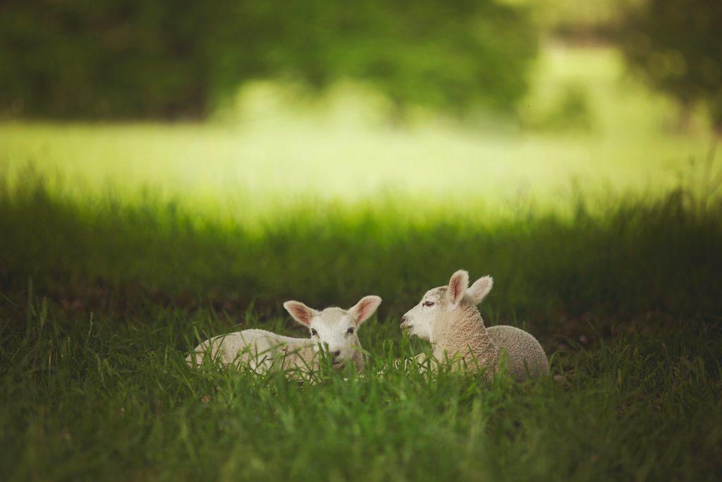 two lambs on grass