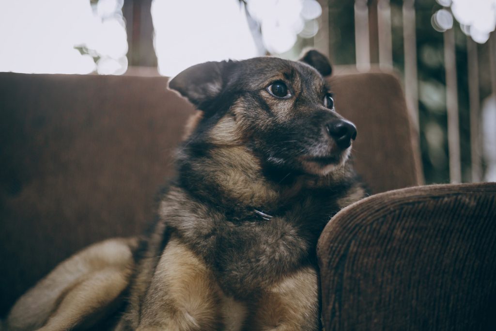 dog on sofa
