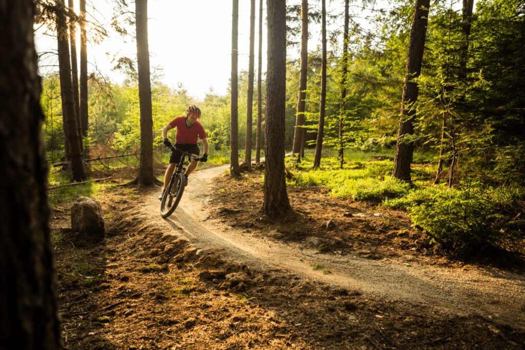 Mountain Bike Forest