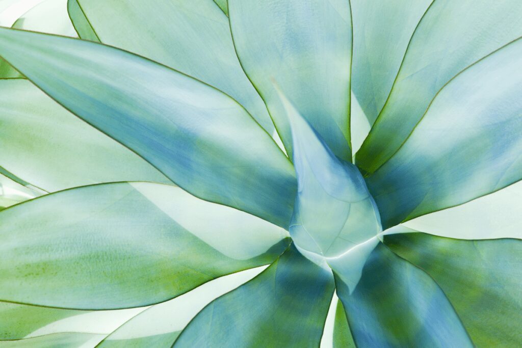 leaves closeup
