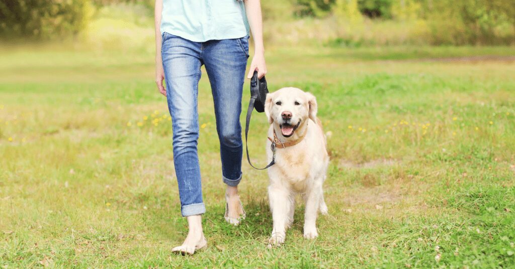 dog walk