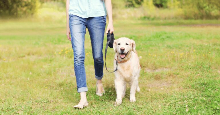 dog walk