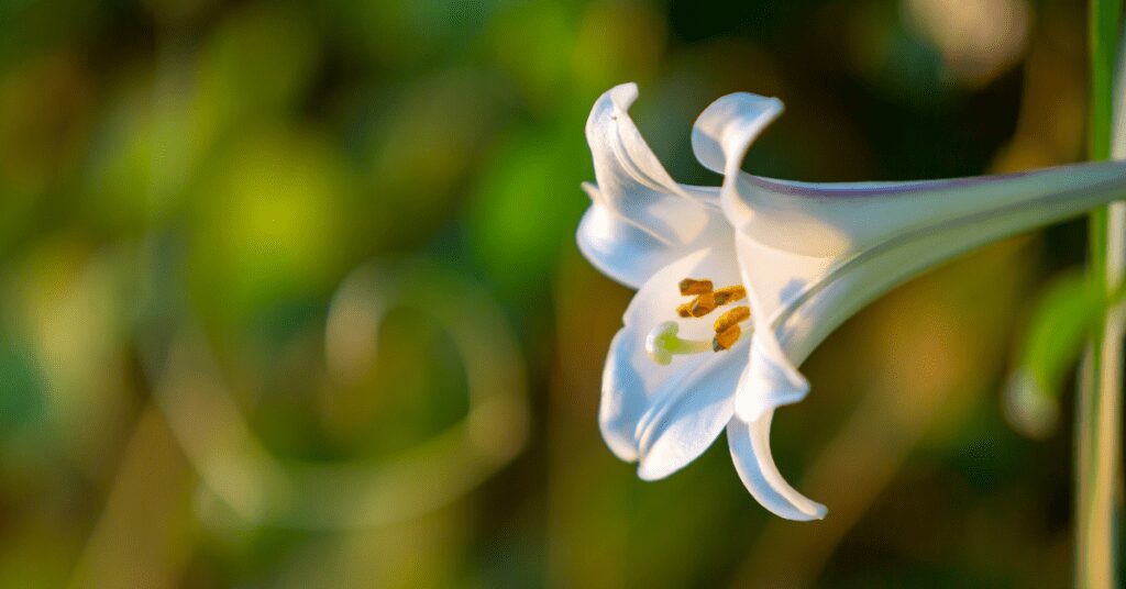 easter lily