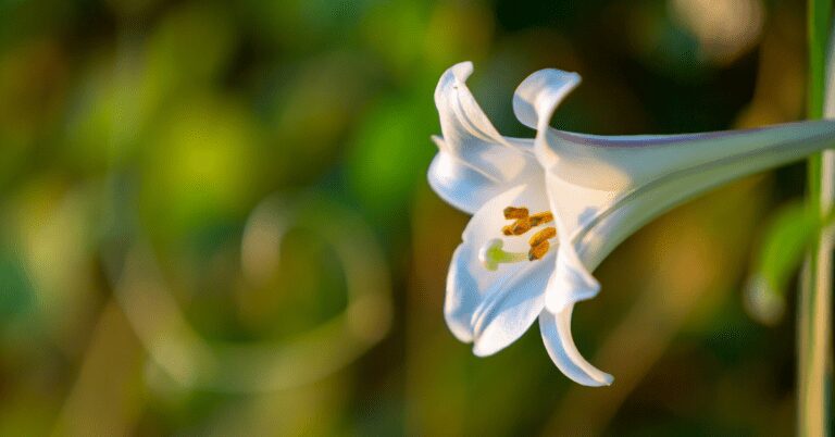 easter lily