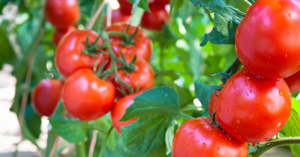 Closeup of tomatoes growing outside