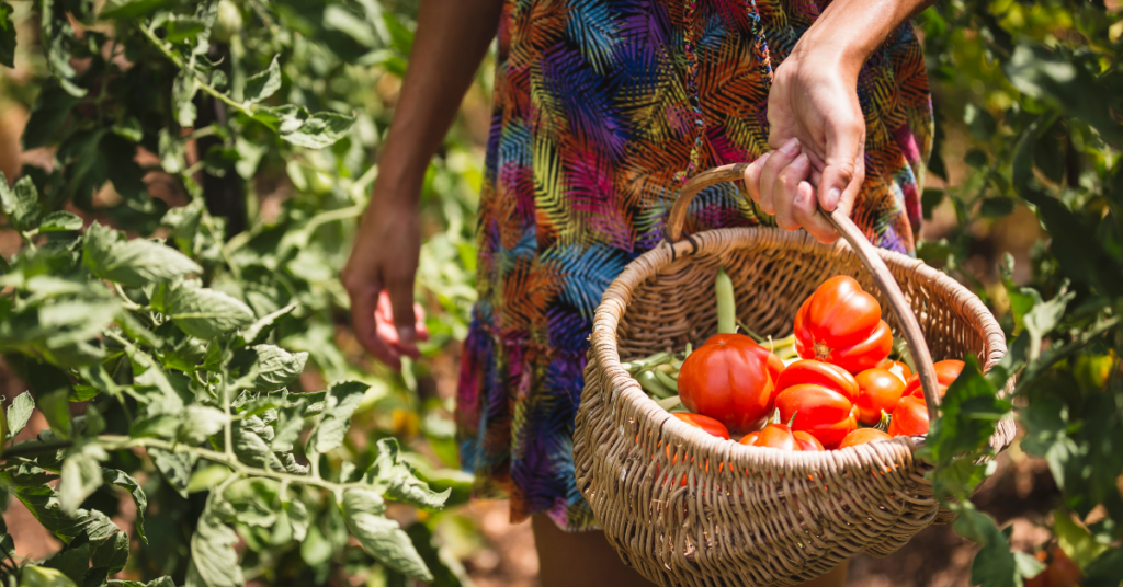 Closeup of hands carrying a basket of tomatoes in a garden.