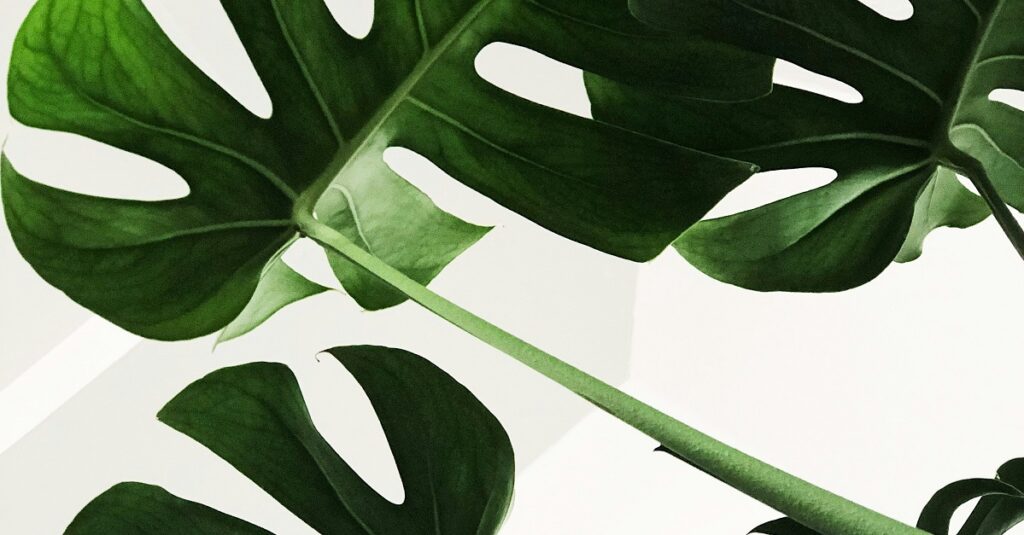 detail of plants against white background