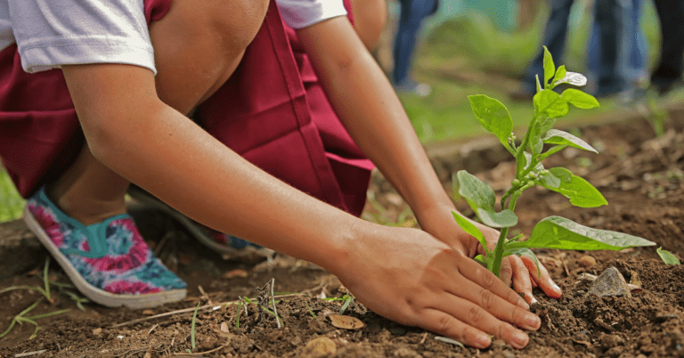 hands planting a seedling