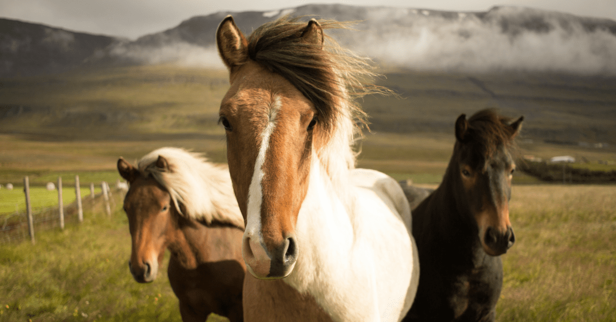 three majestic horses