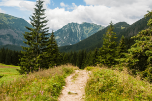 Leading Faithful Innovation Leader Companion Landing Page Header Image of pathway through mountains with trees