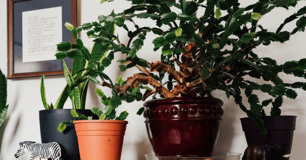 Jon's Grandfather's plant in his office