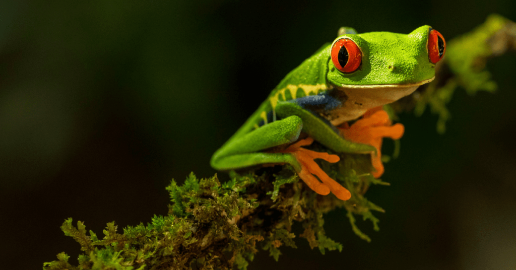 colorful frog