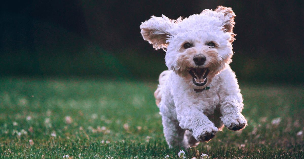photo of dog bounding for joy
