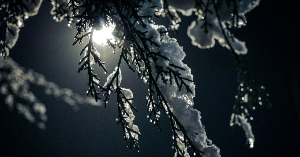 photo of the moon backlighting a snowy branch