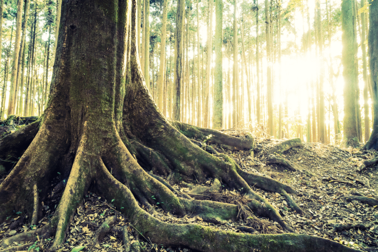 Large tree with sprawling roots in a dense, sunlit forest.