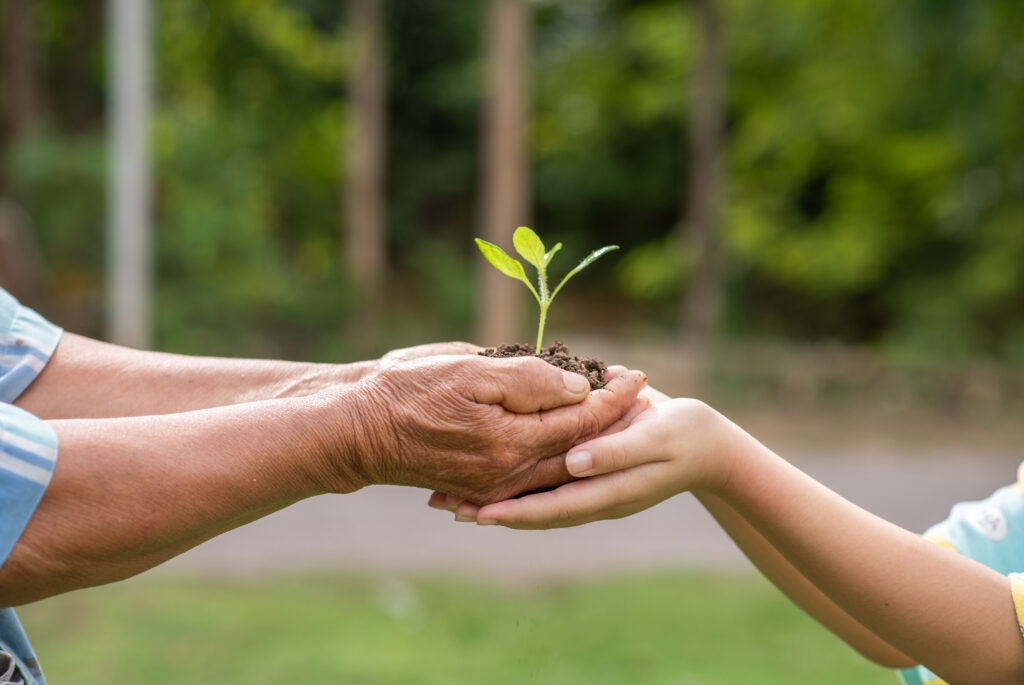 An older adult and a child together holding a small green sprout with soil in their hands.