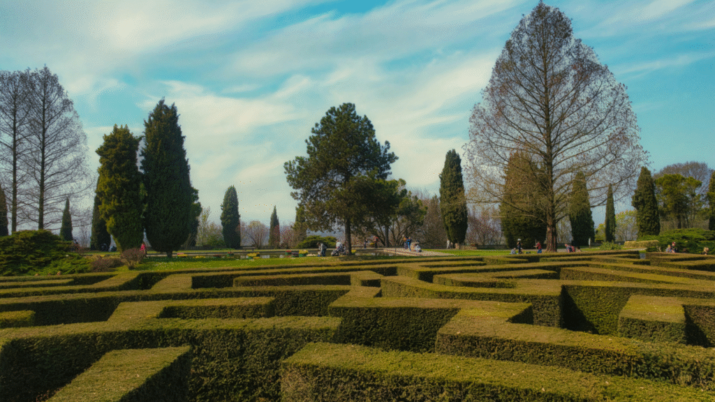 image of a hedge maze