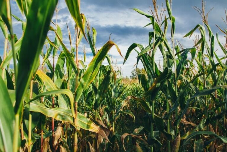 Corn growing in a field