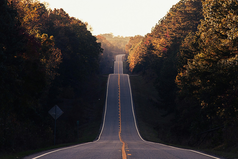 Road bisecting a forest at the golden hour