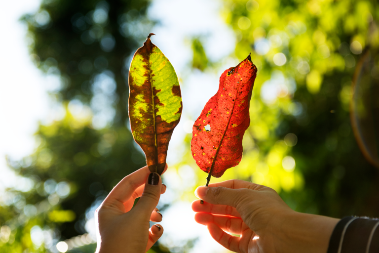 Two hands holding up a green leaf and a vibrant red leaf against a blurred, sunlit green background.