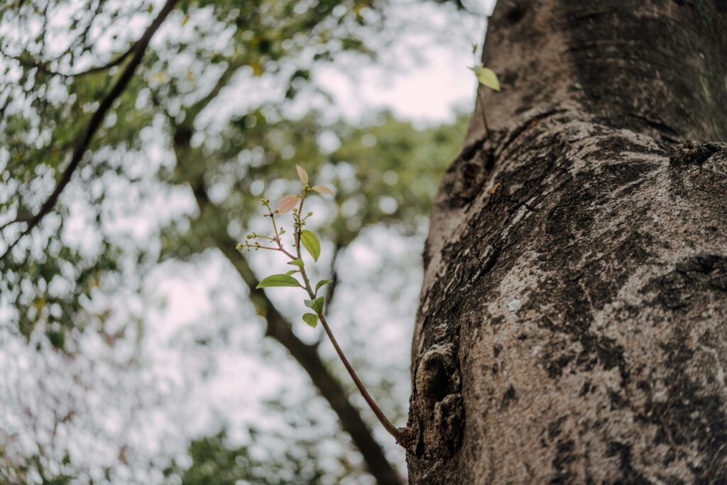 photo of a new growth shoot off of an old tree