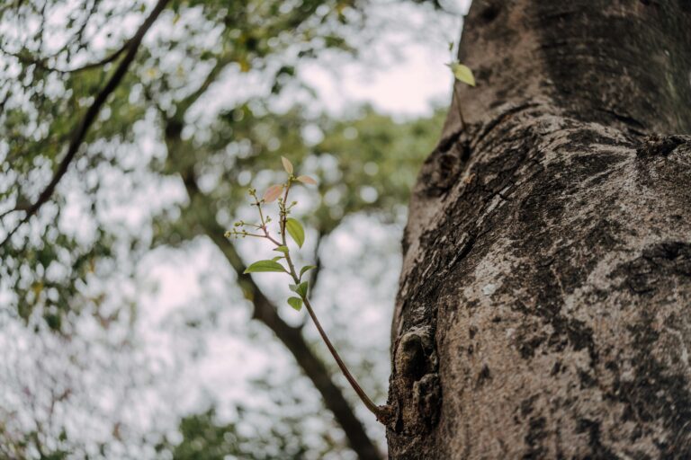 photo of a new growth shoot off of an old tree