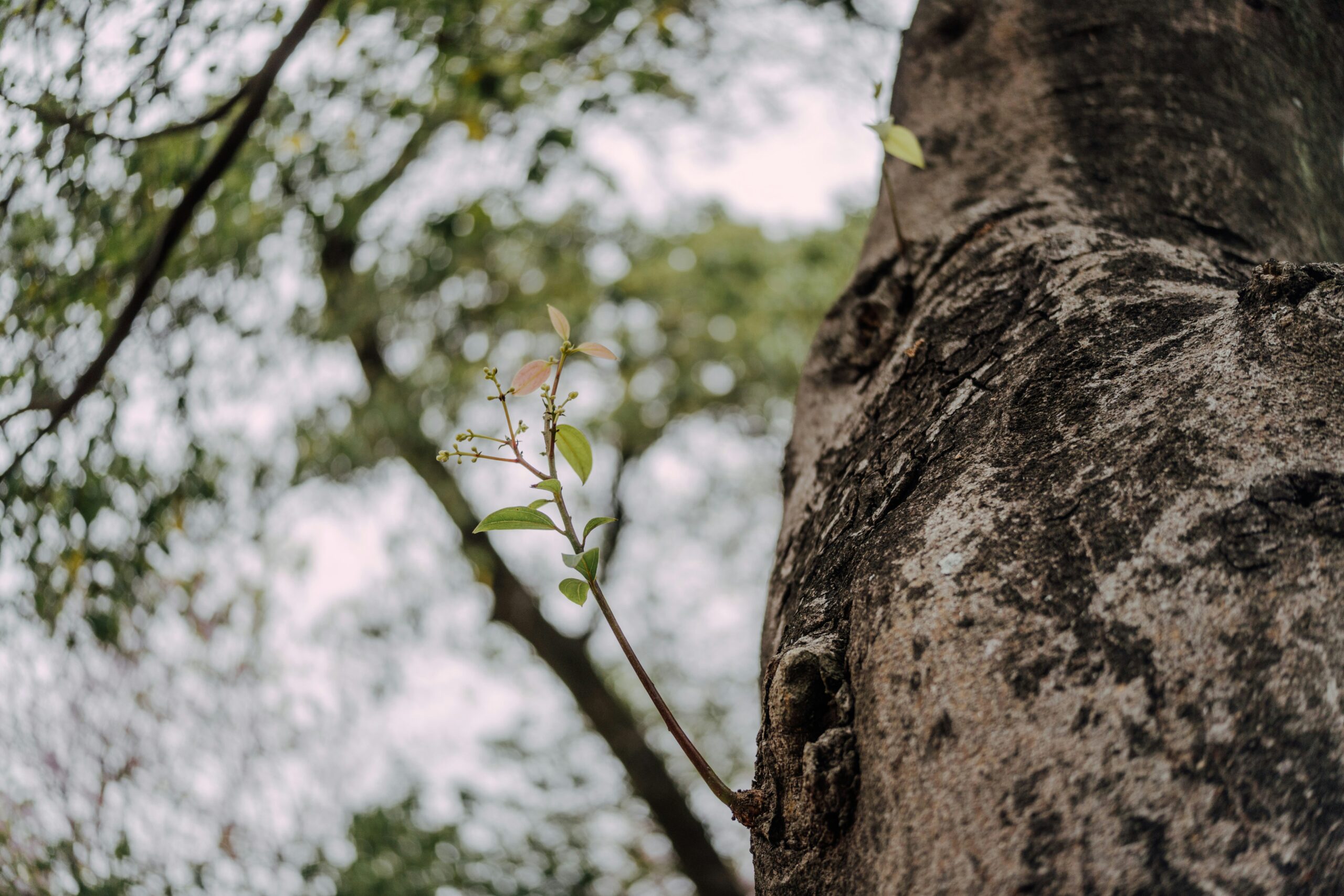 photo of a new growth shoot off of an old tree