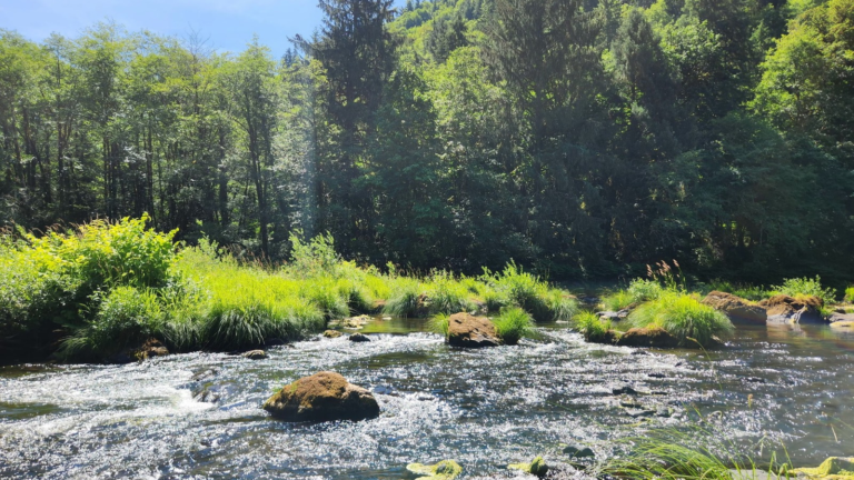 photo of green trees behind a running river