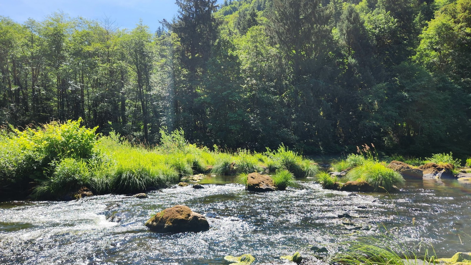 photo of green trees behind a running river
