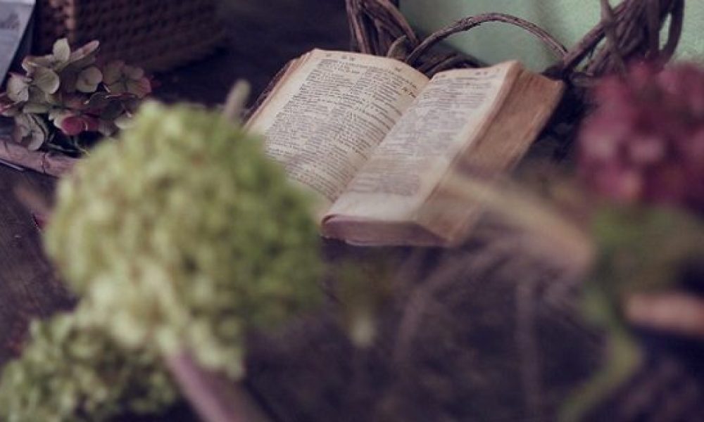 bible amidst plants and flowers