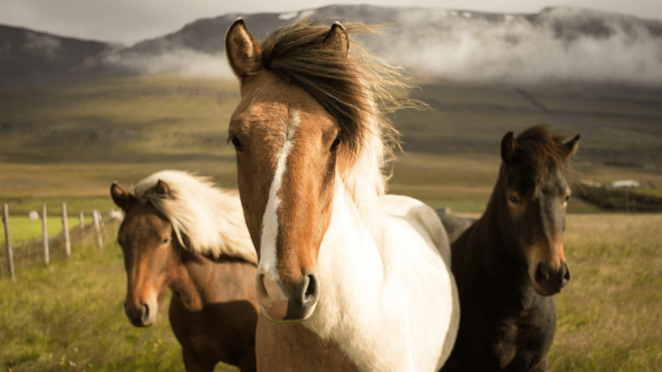 three majestic horses
