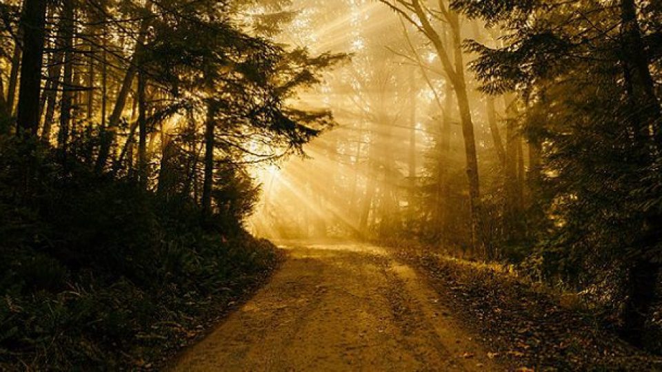 journey through the woods
